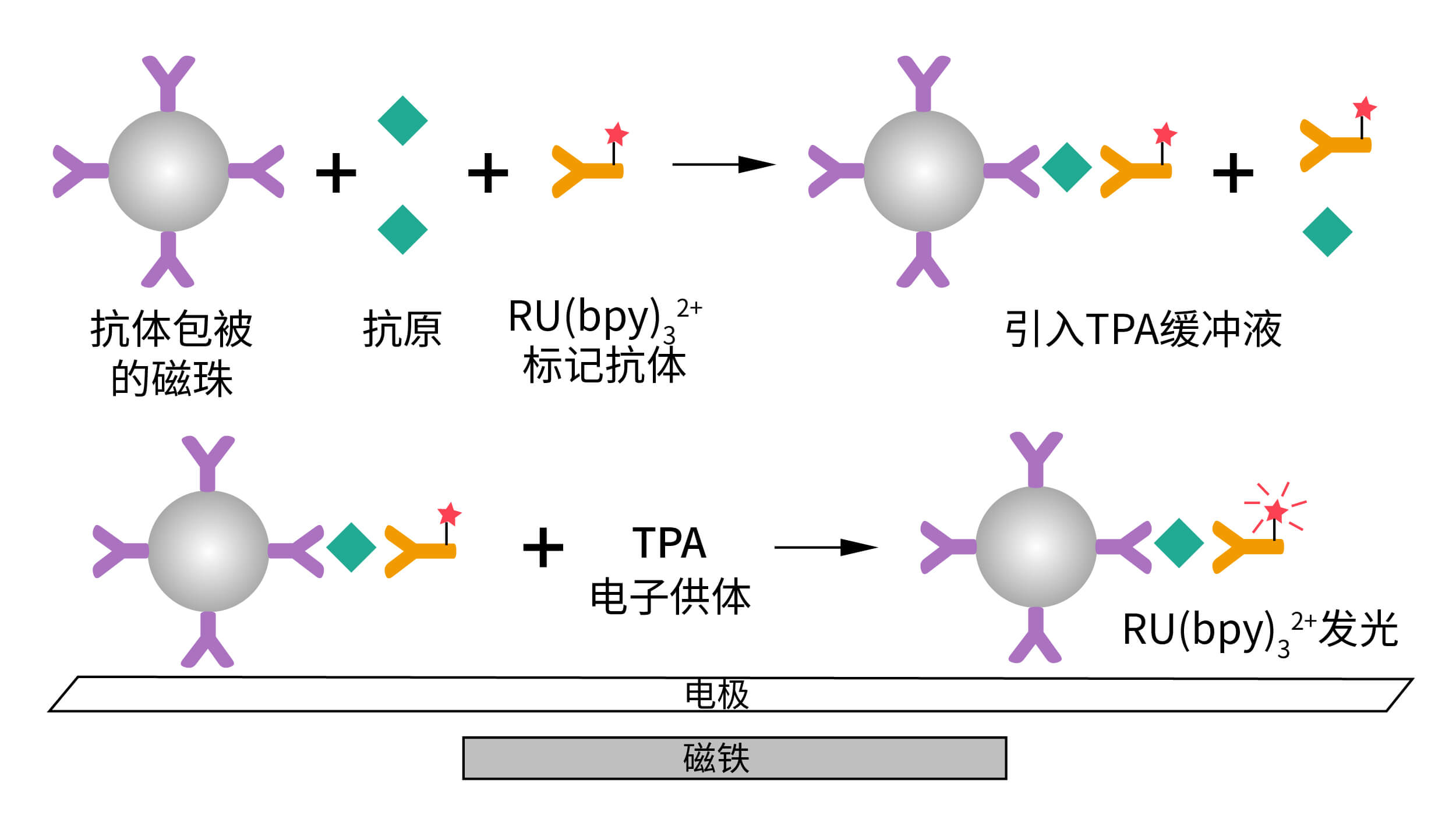 電化學(xué)發(fā)光免疫分析