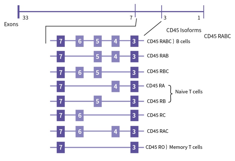 CD45胞膜外區(qū)可變剪切