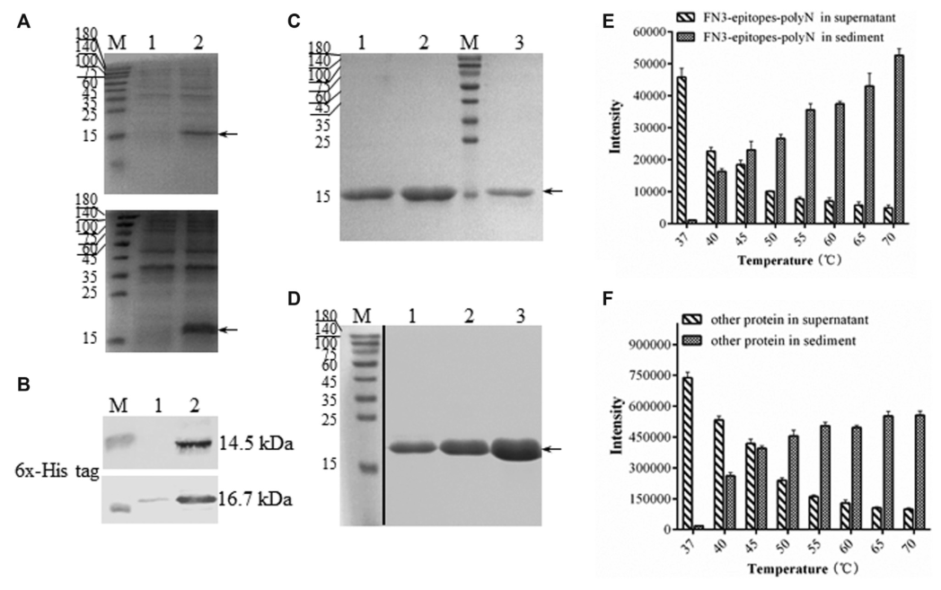 重組FN3-epitopes的溶解性和純化
