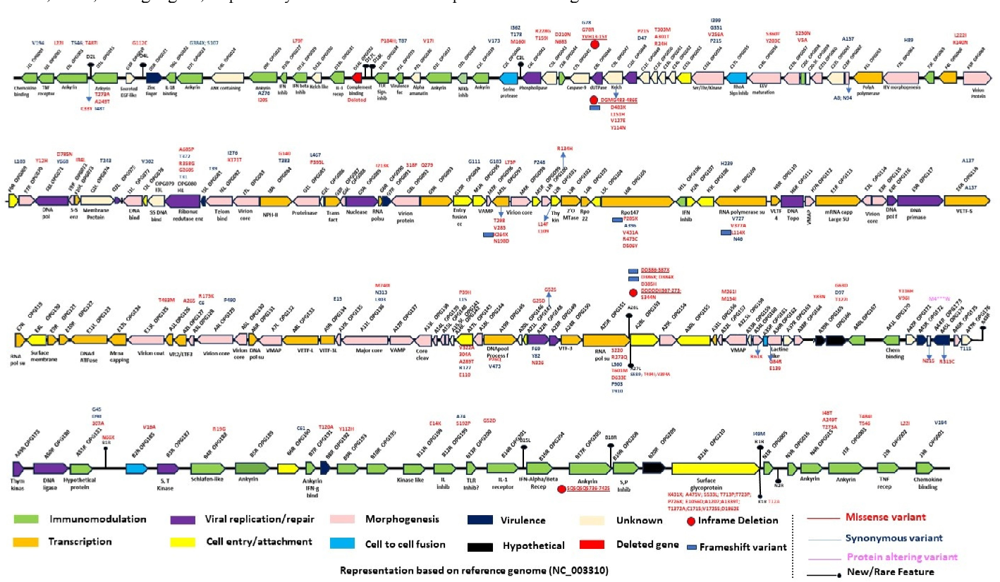 Kamituga MPXV ⅠB進化支突變圖譜